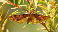 Conogethes haemactalis
