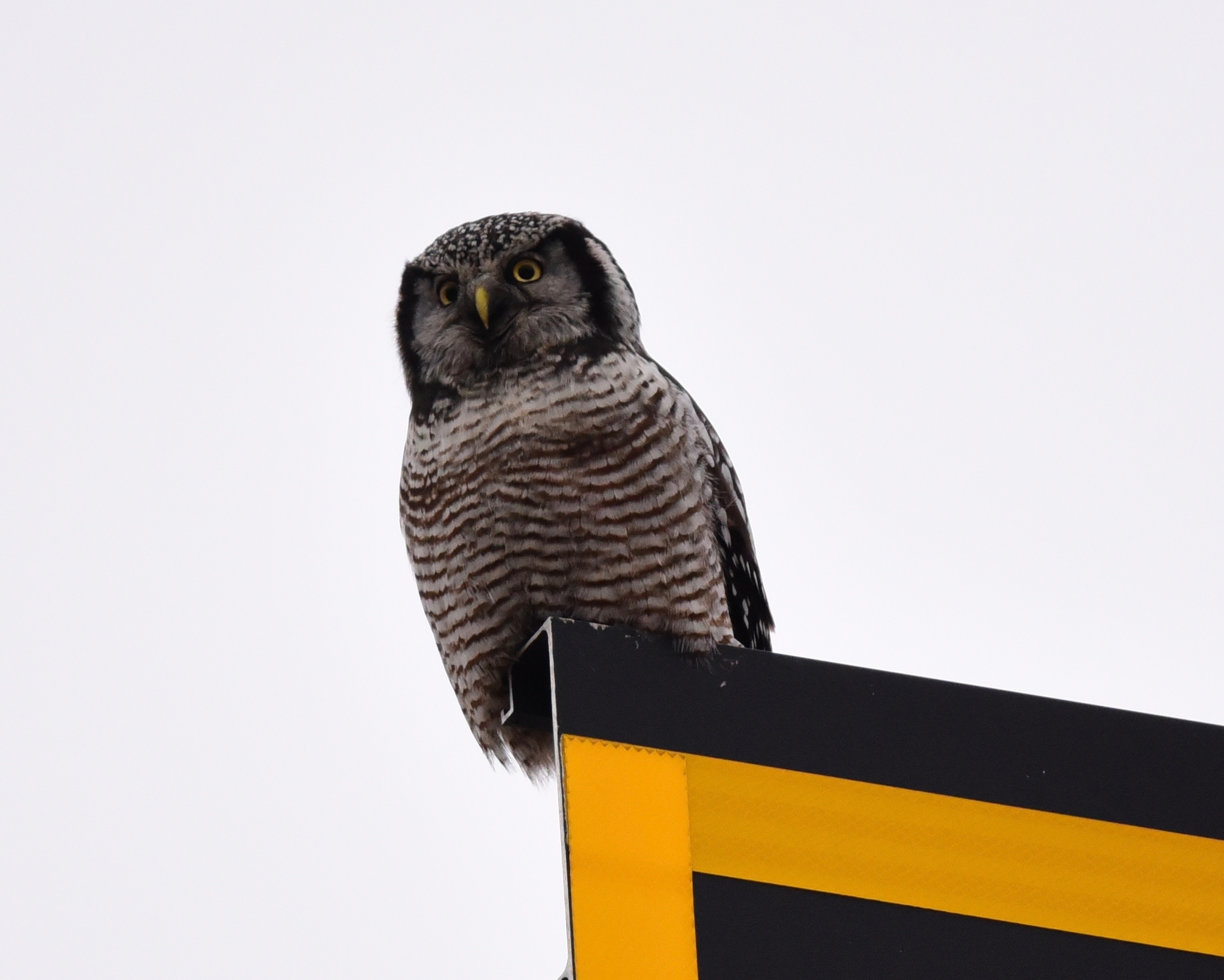 Northern Hawk-Owl