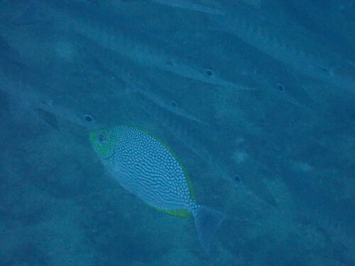 Java Rabbitfish (Siganus javus)