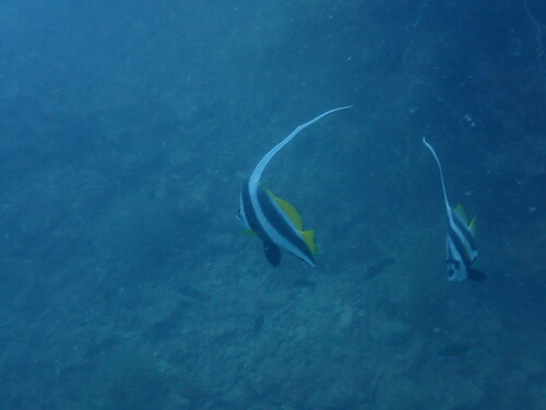 Longfin Bannerfish (Heniochus acuminatus)