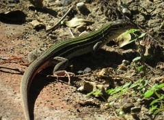 Aspidoscelis laredoensis