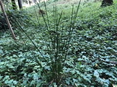 Juncus decipiens