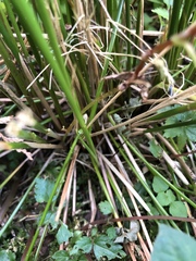 Juncus decipiens
