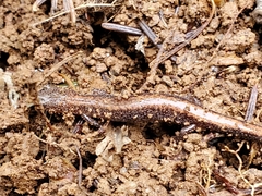Plethodon cinereus image