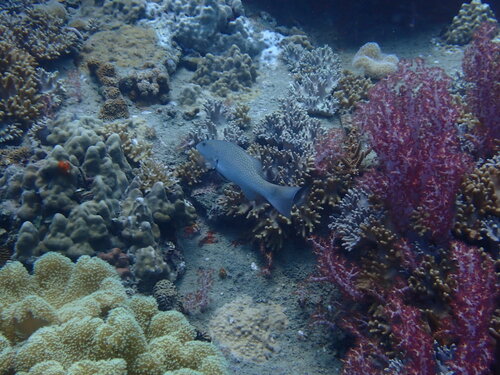 Leopard Coralgrouper (Plectropomus leopardus)