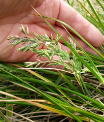 Poa chathamica