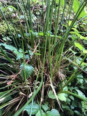 Juncus decipiens