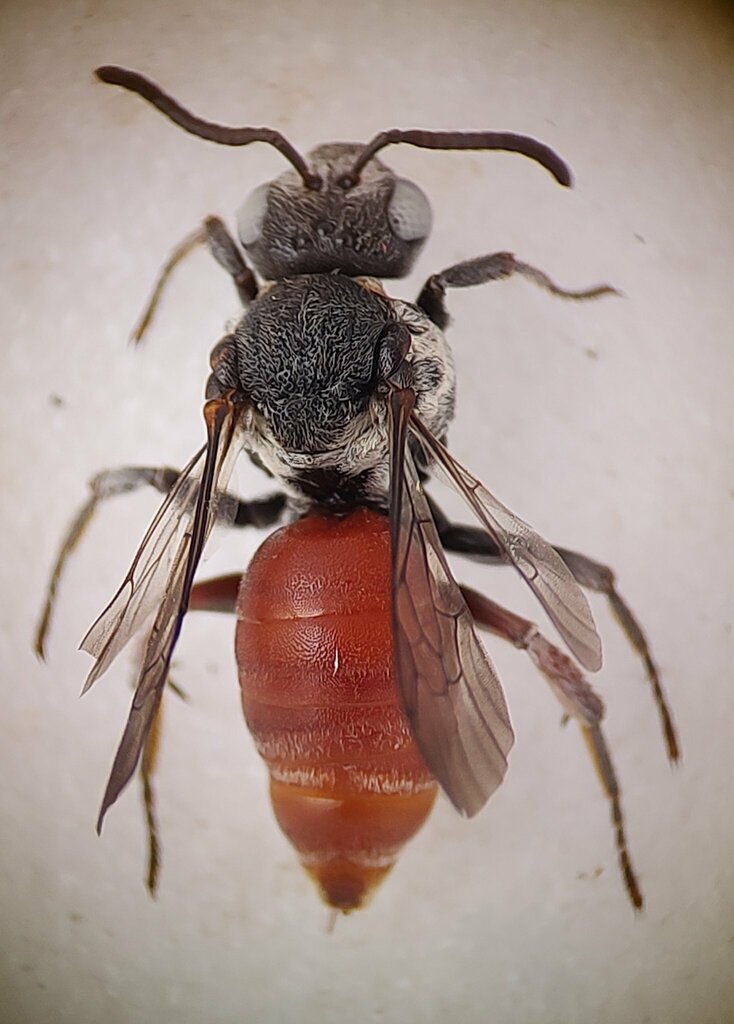 Ammobates similis