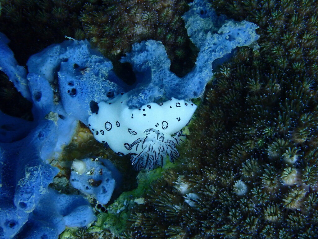 Ringed Velvet Dorid