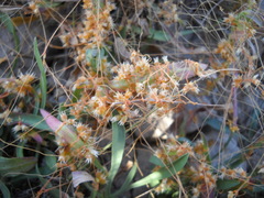 Cuscuta occidentalis