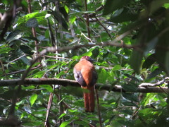 Harpactes diardii diardii