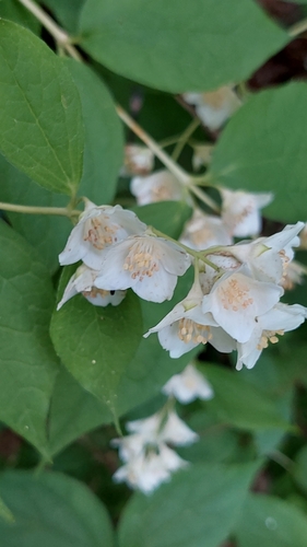 Image of Caucasus Mock Orange (Philadelphus caucasicus) by (c) Алена Ручка, some rights reserved (CC BY)