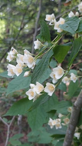 Image of Caucasus Mock Orange (Philadelphus caucasicus) by (c) Алена Ручка, some rights reserved (CC BY)