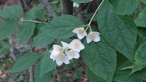 Image of Caucasus Mock Orange (Philadelphus caucasicus) by (c) Алена Ручка, some rights reserved (CC BY)