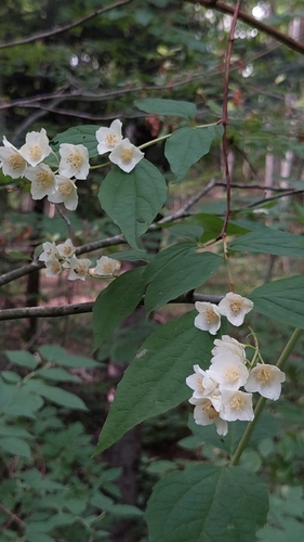 Image of Caucasus Mock Orange (Philadelphus caucasicus) by (c) Алена Ручка, some rights reserved (CC BY)