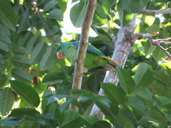Tanygnathus lucionensis