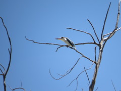 Todiramphus chloris