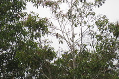 Cacomantis sonneratii