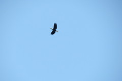 Rhyticeros undulatus