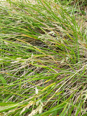 Poa chathamica