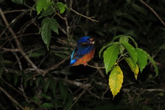 Alcedo meninting