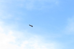 Anorrhinus galeritus