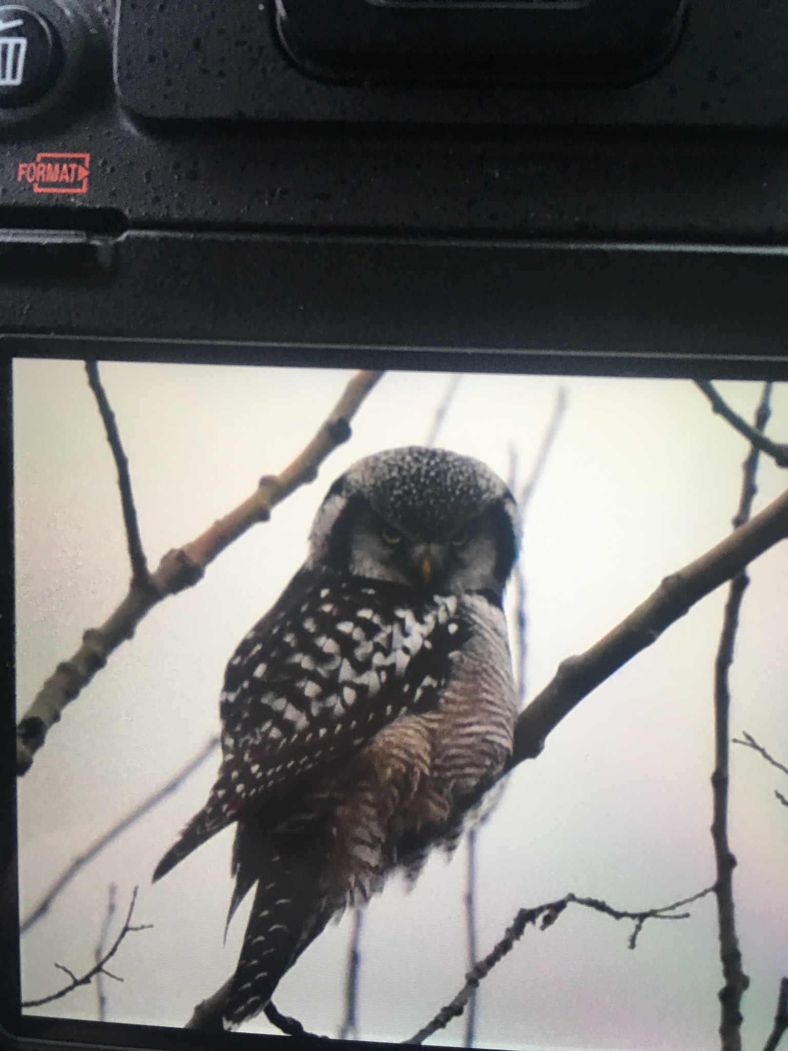 Northern Hawk-Owl
