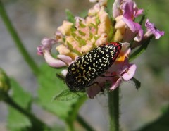 Acmaeodera haemorrhoa