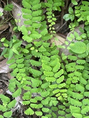 Adiantum philippense image