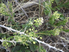 Lepidium integrifolium integrifolium