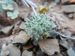 Eriospermum dregei