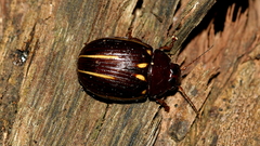 Paropsisterna lineata
