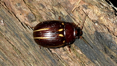 Paropsisterna lineata