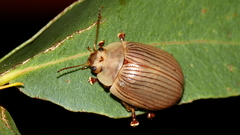 Paropsisterna intacta