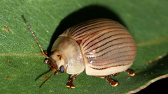Paropsisterna intacta