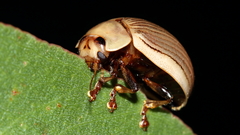 Paropsisterna intacta