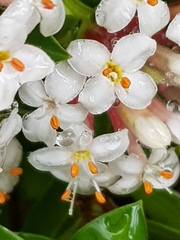 Pimelea gnidia