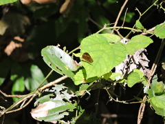 Cupha erymanthis erymanthis