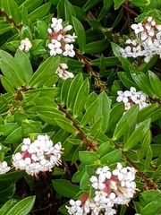 Pimelea gnidia