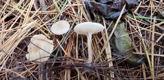 Clitocybe vibecina