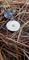 Clitocybe vibecina