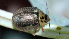 Paropsisterna agricola