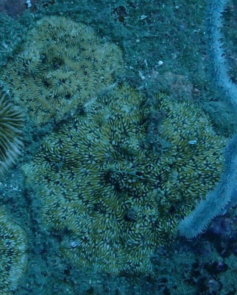 Cycloseris mokai (Cycloseris mokai) — recorded at Aow Leuk Bay