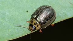 Paropsisterna agricola