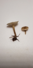 Clitocybe vibecina