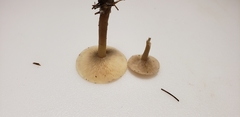 Clitocybe vibecina