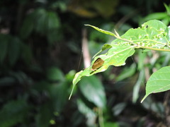 Cupha erymanthis erymanthis