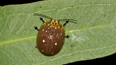 Paropsis aegrota