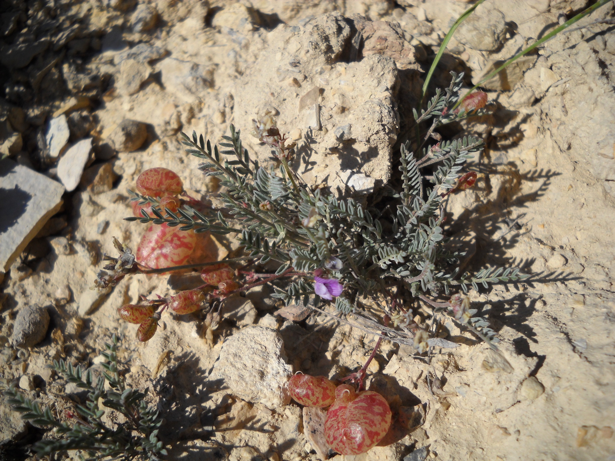 Astragalus jejunus