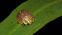 Paropsis aegrota